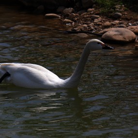 天鹅——西安世博园