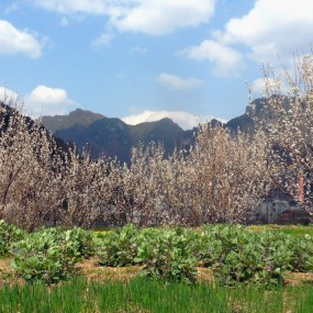 春光明媚花争艳