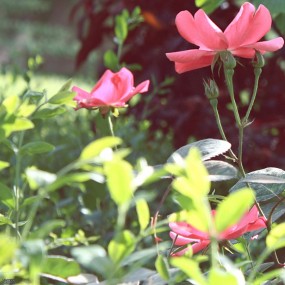 各种时期  各种花  各种心情~