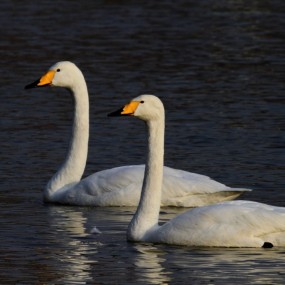 山西平陆拍天鹅（一）