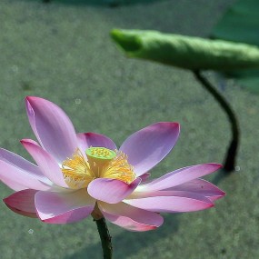 芙蓉出水羞答答