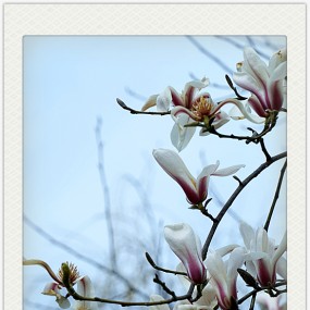 【习拍】  玉兰一笑露春光