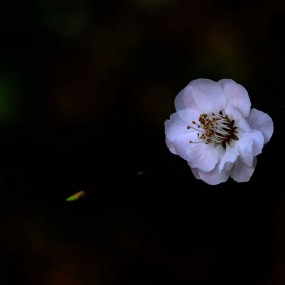 冰肌玉骨之白梅花