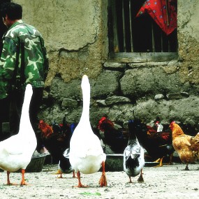 其实呀，你们不懂我的心