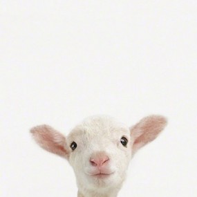 拍一寸照是一件很严肃的事