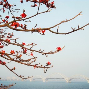 滨江长廊木棉花