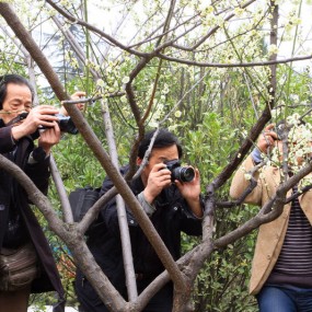 绿梅引得众人拍