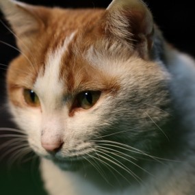 台球桌上的那只模特猫