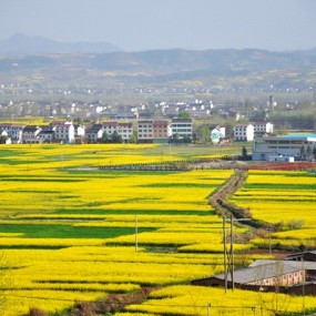 洋县油莱花(一)