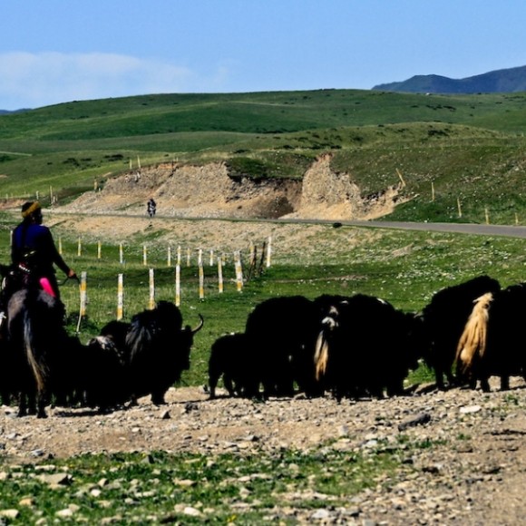 云上花开（十四）行走的草