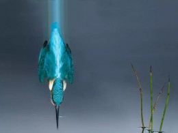 2018年度鸟类摄影师大赛入围作品