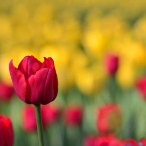 兴庆宫~~~郁金香！