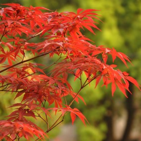 夕阳下的红枫（手持）