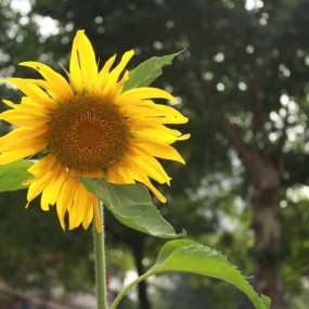 西安--大兴善寺2