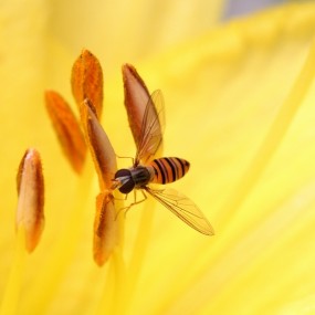 夏天的回忆--虫虫4
