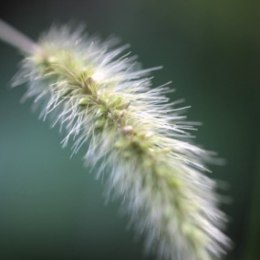 微距给毛毛狗一个特写（植物）
