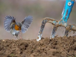 前方高能！！！今年最好看的鸟类摄影照片都在这里
