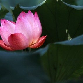 想起七月流火莲