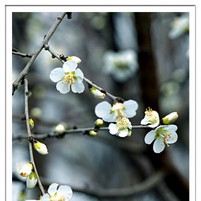 【习拍】春风不来，春花不开