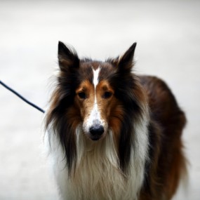 今天拍的，身边的群众，花卉和动物