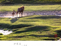 伊犁马（--天马）