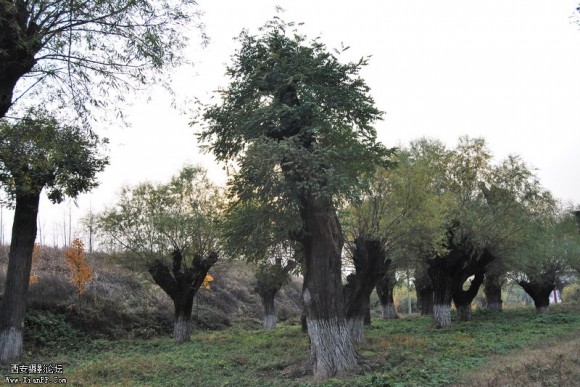 位于西安南郊有个汉宣帝陵，汉宣帝陵有一群老树