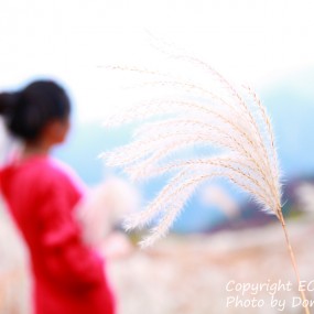 芒草绚烂---C7实践课随拍