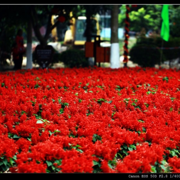 冬季凤岗拍摄基地的花儿！