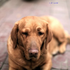 今天下午，去宠物店路上的随拍。。。。