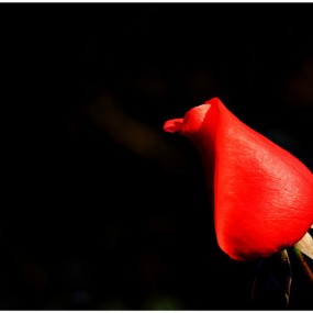 月季花（红色）