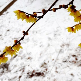 雪中梅 雪里花