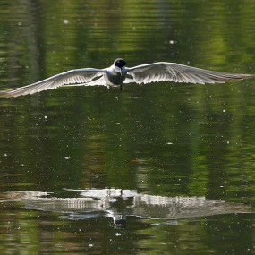 湿地公园的燕尾鸥--4