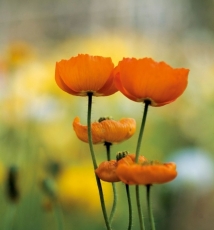 七个“Q”微距拍花