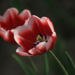 晚春花季‘郁金香’