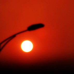 清明节外出随拍，比较杂乱。欢迎指正！