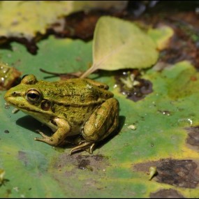 青蛙王子，与蜻蜓