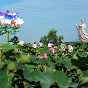 王莽千亩荷塘游   痴醉游人忘返家