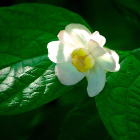 植物园外拍之花卉