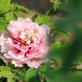 镜子乱拍&郁金香。牡丹。赏花人。