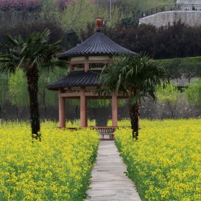 霸陵塬油菜花随拍（2016-4-3）