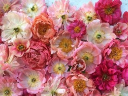 种一片花田，开一间花店，每天都能活在芬芳里