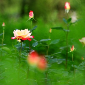 一年的收获（花花篇）