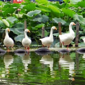 天鹅湖。。。。。。