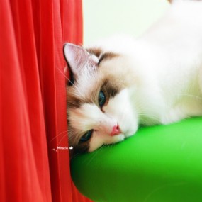 喵星人六_航海王基德