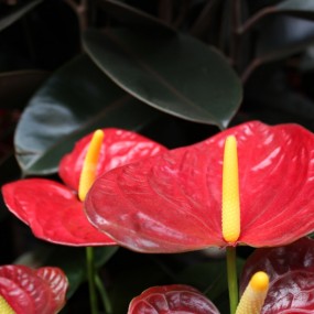 交作业，望大虾指点