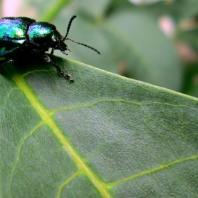 小品--《花叶行舟》