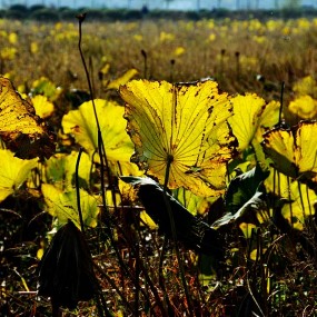 荷塘秋色