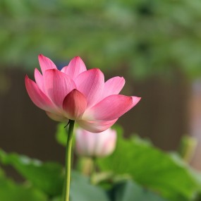 给大家推荐个拍荷花的地方——永阳公园