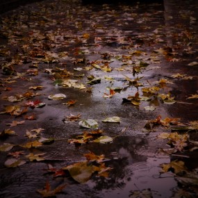 一花一世界，一叶一如来