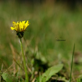 西苑随拍，各种花